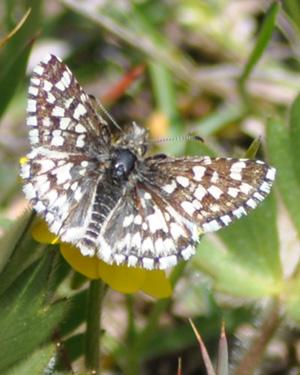 Photo of a Laguna Mountains skipper