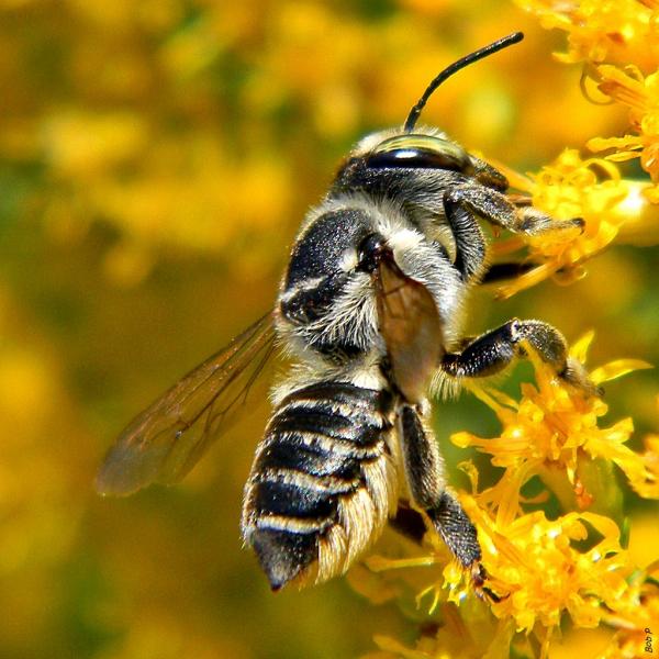 Leafcutter bee