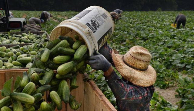 Workers in a cucumber field