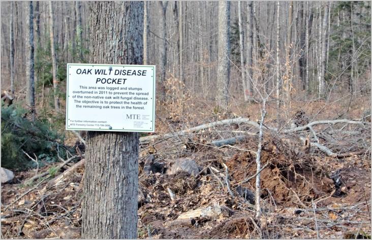 Sign about oak wilt disease displayed on a treatment site