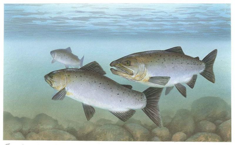 Illustration of three Pacific salmon underwater