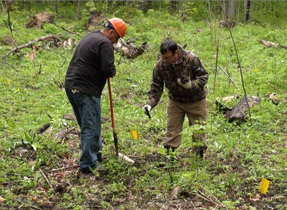 Two men planting tree seedlings in the forest.