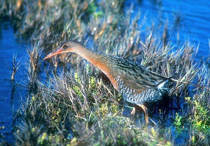 Photo of Ridgway's rail (bird) in marsh vegetation