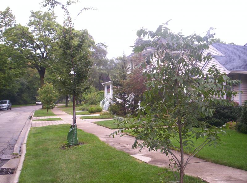 Newly planted trees
