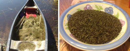 Newly Harvest Wild Rice and Finished Rice