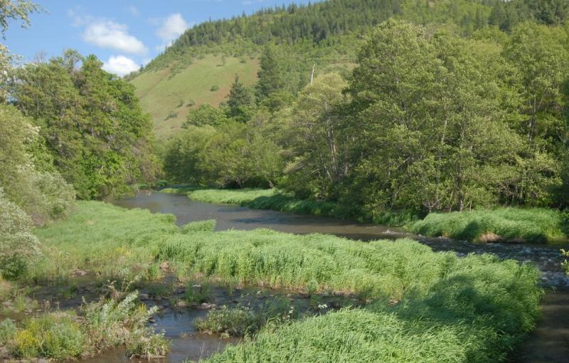 Photo of a stream in Washington