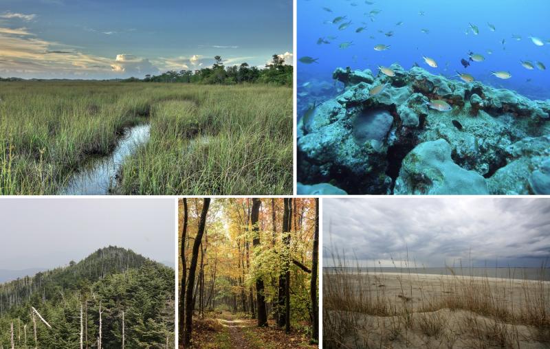 Montage of ecosystems in the Southeast