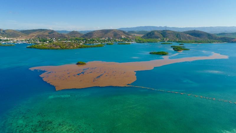A large patch of brown sargassum floating in emerald blue water with green hills and a blue sky in the background.