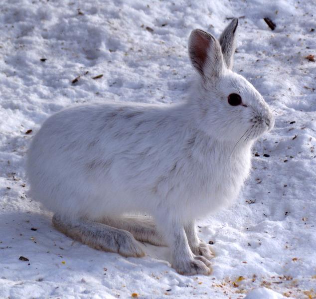 Snowshoe Hare