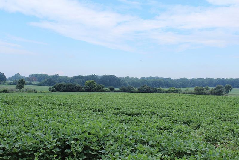 Soybean field