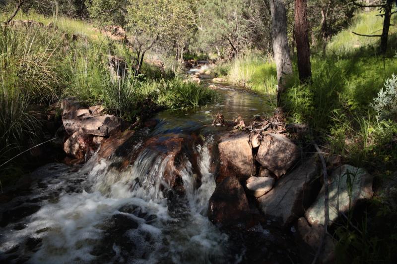 Spring-fed stream flowing over rocks among dense grasses and trees