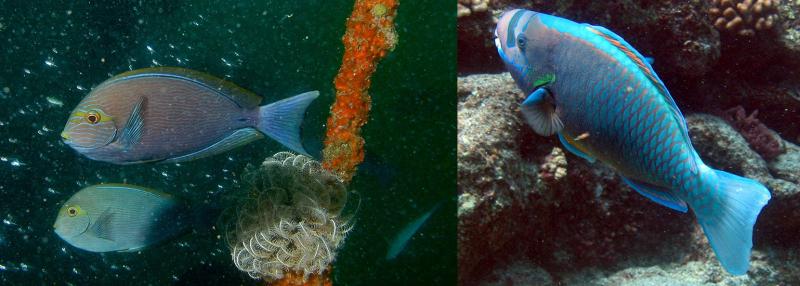 Surgeonfish and parrotfish
