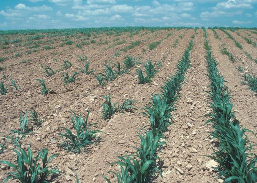 Picture of drought-stunted corn crop