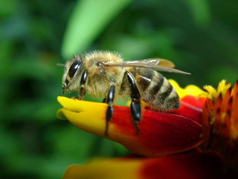 Western honey bee perched on a flower