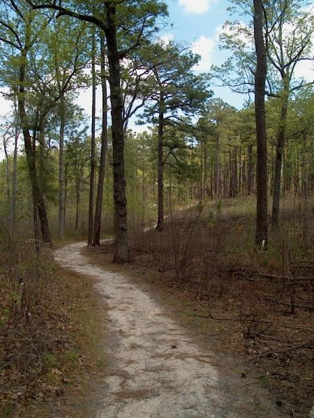 A path in the foreground leads through an area of sparse, tall pine trees