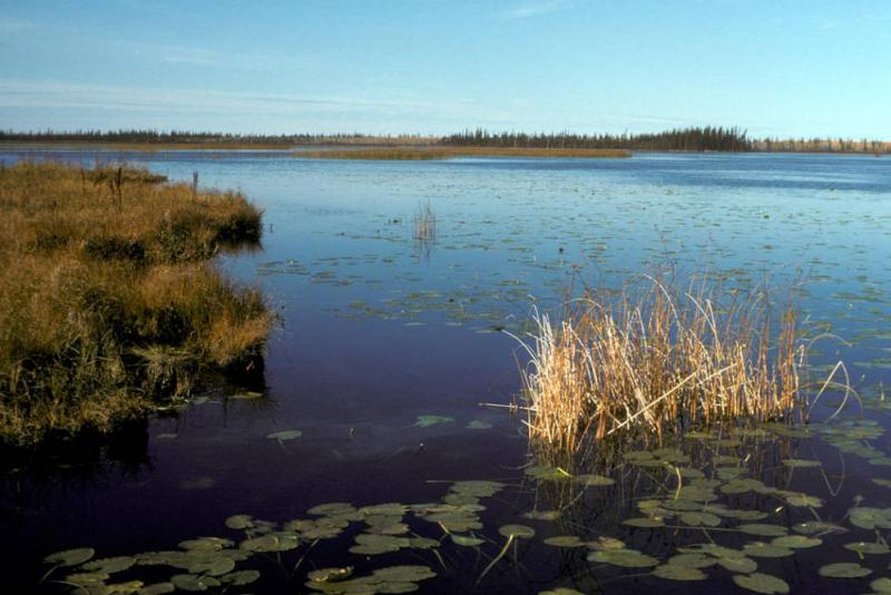 Pond with aquatic vegetation