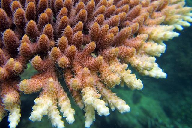 How Coral Bleaching Events Affect Ecological Diversity - Pacific