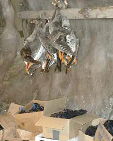 Whale and Geese in a Local Ice Cellar