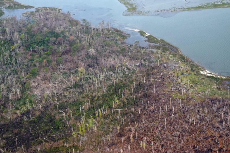 Aerial photo showing large expanse of dead trees along a coastline