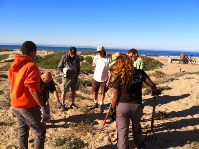 Volunteers at work on the Surfers' Point dunes