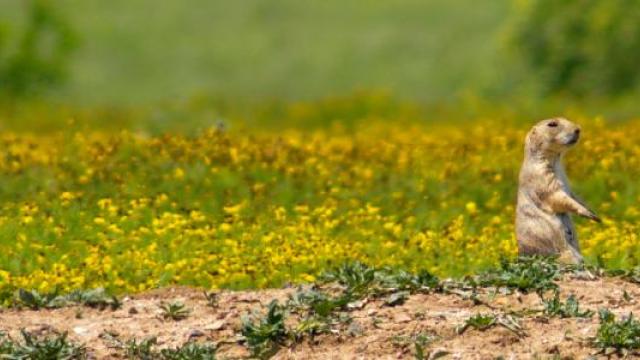 spring flowers and a groundhog