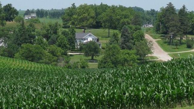 Corn field in Iowa