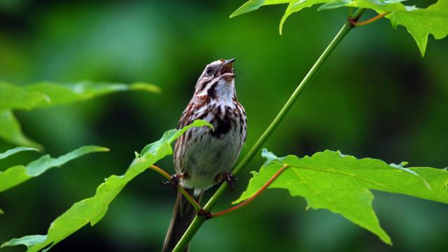 Song Sparrow Calls from Tree Perch