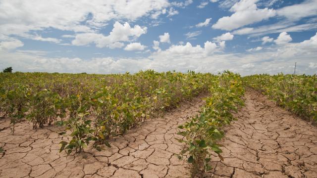 dry cracked soil between rows of stunted corn plants