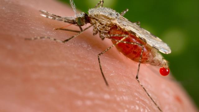 Mosquito on a persons hand