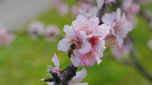 A close up of a pink flower on a tree branch