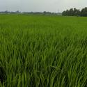 field of rice crops