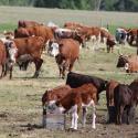 brown cows in a field