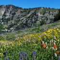 field with flowers surrounded by mountains
