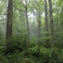 misty forest