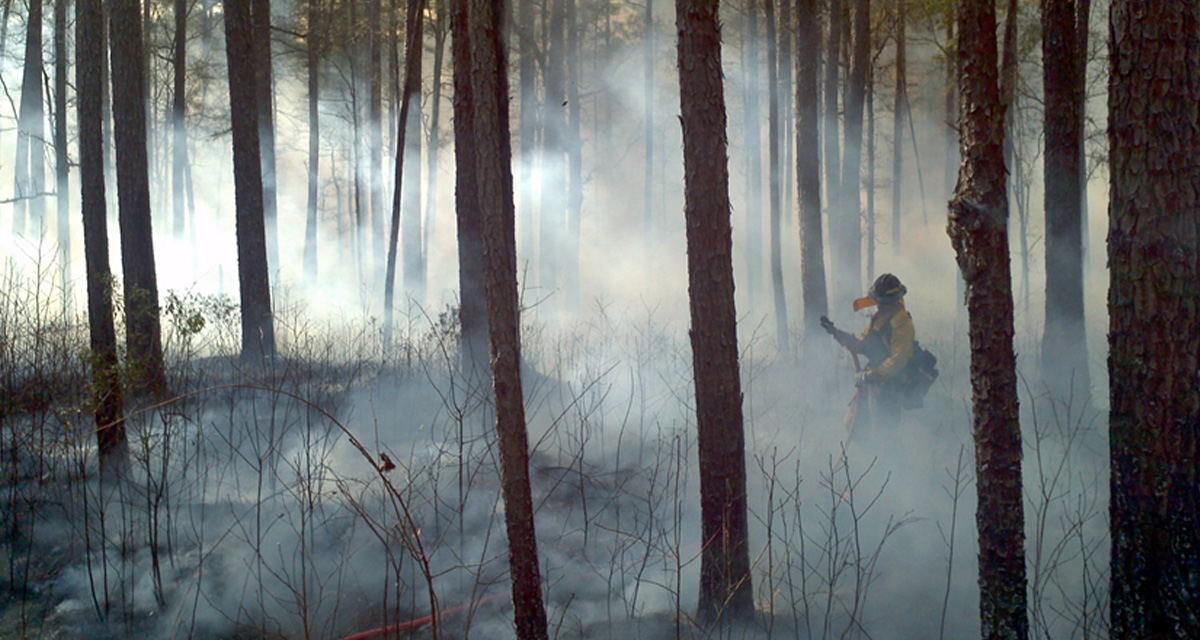 Incorporating Climate Change Into a New Forest Management Plan