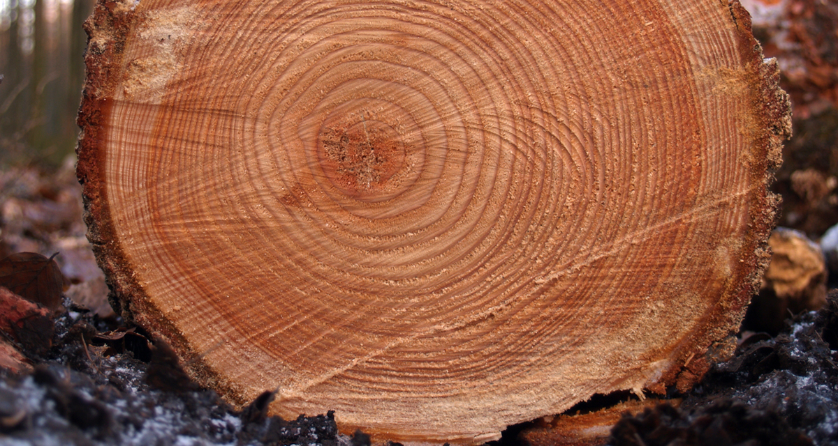 TreeFlow: Streamflow Reconstructions from Tree Rings