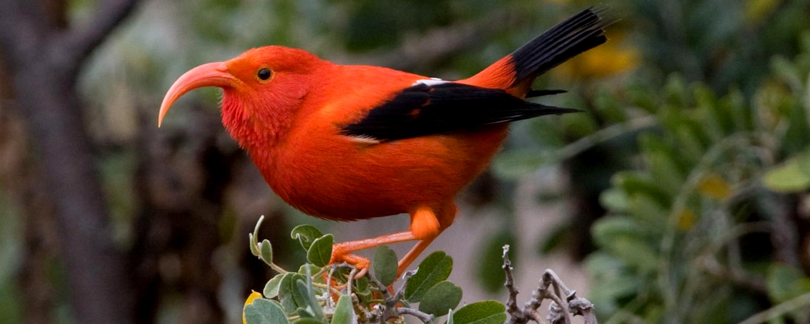 Vulnerability Assessment for Hawai'i's Native Forest Birds
