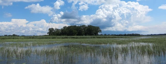 Great Lakes Coastal Wetland Decision-Support Tool