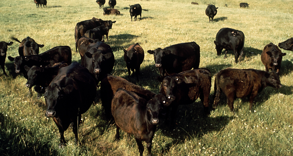 Early Warning Information Increases Options for Drought Mitigation